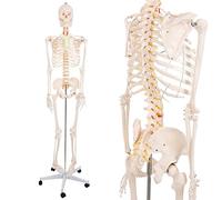 Xiaoxu Whole Body Muscle Anatomy with Internal Organs Model Human Muscle Model 80Cm Simulated Anatomical Model of Musculoskeletal Tissue 27 Parts of Organs Can Be Disassembled Teaching Model