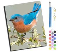 XIAOYOUQIAN Blue-Breasted Robin Sings On A Branch,Paint by Numbers Kit for Adults Beginner DIY Oil Painting Gift 16X20 Inch,-Frameless