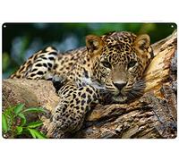 Xiddxu Kitty Leopard Tin Sign Wall Art Plaque Advertising Bar Poster Tin Sign Plaque Suitable for Man Cave Bar Cafes Office Home Kitchen Country Cottage Restaurant8x12 Inch