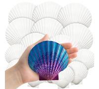 XIMISHOP 18Pcs White Scallop Shells，7-12CM Large Natural White Beach Seashells for DIY Craft Painting Wedding Decor Beach Theme Party Vase Filler
