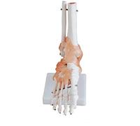 Xincheng Scientific Model, Educational Tool, Helps Students Understand the Morphology of the Foot Joints, Life Size Foot Joint With Ligaments