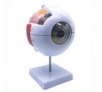 XINDAM 6X Enlarged Human Eye Anatomical Model - Accurate Anatomy for Science Classroom Study, Display, Teaching Medical Model