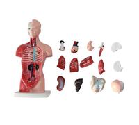 XINGLUOY 28cm children's torso skeleton viscera anatomy model medical teaching aids