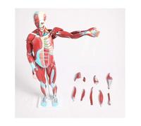 XINGLUOY Human Muscle Anatomy Model Medical Torso Internal Organs 27 Parts with Removable Brain and Heart