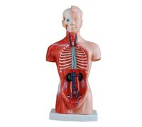 XINGLUOY Human torso anatomy model, fetus, 26 cm heart brain skeleton medical school teaching tool, 15 detachable parts