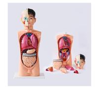 XINGLUOY Skeleton internal organs male human torso anatomy model for medical students with detachable brain and heart suitable for classroom