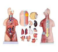 XINGLUOY Skeleton Model 45cm Human Torso Template - Body 4D Organs Anatomy Assembly for School Teaching 23 Pieces