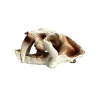 Xinsheinelry Delicate Artificial Hallowed Dinosaur Cave Terrarium Hideouts Shrimp Hideouts Statue Aquarium Habitat Decors Aquarium Decorations Set