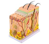 Xiuganpo 50X Human Anatomical Skin Magnified Tissue Structure Model with Hair, 3D PVC Material Enlarged for Biology Teaching, Clear Structures Human Skin Magnified Model