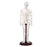 Xiuganpo Acupuncture Model, 52cm Human Acupoint Model with 360 Rotatable Arms, Full Body Acupuncture Doll with Included Practice Guide for Student Teaching Demonstration (Man)