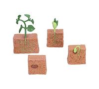 Xiuganpo Bean Plants Life Cycle, the Growth Stage of Reliable Beans Toy Model Stable for Household Decoration for Terrarium Ornaments for Education