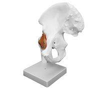 Xiuganpo Hip Joint Model, Life Size 3D Anatomical Human Hip Joint Model with Ligaments, PVC Bone for Orthopedic Surgeons and Students