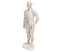 Xiuganpo Human Body Acupuncture Model, Professional, Durable, Easy to Read, Portable Meridian Point Model for Acupuncture in Chinese Teaching