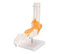 Xiuganpo Human Foot Skeleton Model, 1:1 Scale Flexible Ligaments Foot Bone Model, Anatomical Joint Structure with Base for Teaching Doctors Patient Explanation