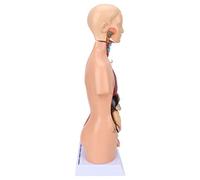 Xiuganpo Human Torso Model Removable Educational Body Model for Teaching School Hospital 17.7in PVC