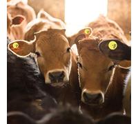 Xiuganpo Livestock Ear Tags, -30°C Resistant Theft Prevention Pig Identification Tags, Modified TPU Ear with Copper Nail for Cattle Sheep Goat Farm Management 100pcs Yellow