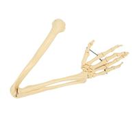 Xiuganpo Professional Human Arm Bone Model, Upper Hand Bone Model for Teaching, Long-lasting PVC Material, School/Hospital Use
