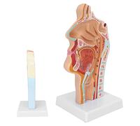 Xiuganpo PVC Model of Human Nasal Cavity and Throat, Life Size, Teaching Accessory for Education