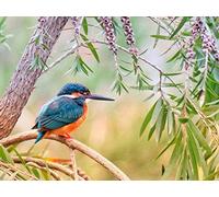 XiuTaiLtd Jigsaw Puzzle Kingfisher Kingfisher 1000 Pieces,75X50Cm, For Friends