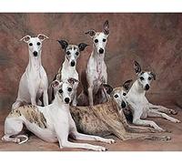 XiuTaiLtd Jigsaw Puzzles For Adults 1000 Pieces Whippet Dog Animal Pattern Cute Pet Art Crafts