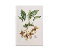 XKUGA 19th Century Flower Poster Botanical Anatomy Guide Poster Decorative Painting Canvas Wall Posters And Art Picture Print Modern Family Bedroom Decor Posters 20x30inch(50x75cm)