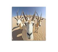 XKUGA Animal Artwork Poster Arabian Oryx Selfie Poster Decorative Painting Canvas Wall Posters And Art Picture Print Modern Family Bedroom Decor Posters 28x28inch(70x70cm)