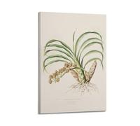 XKUGA Antique Rare Flower Guide Poster Botanical Illustration Poster Decorative Painting Canvas Wall Posters And Art Picture Print Modern Family Bedroom Decor Posters 20x30inch(50x75cm)