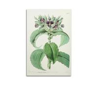 XKUGA Antique Rare Flower Guide Poster Botanical Illustration Poster Decorative Painting Canvas Wall Posters And Art Picture Print Modern Family Bedroom Decor Posters 24x36inch(60x90cm)