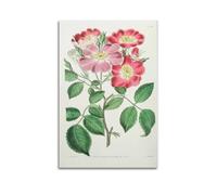 XKUGA Antique Rare Flower Guide Poster Botanical Illustration Poster Decorative Painting Canvas Wall Posters And Art Picture Print Modern Family Bedroom Decor Posters 20x30inch(50x75cm)