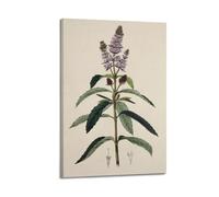 XKUGA Antique Rare Flower Guide Poster Botanical Illustration Poster Decorative Painting Canvas Wall Posters And Art Picture Print Modern Family Bedroom Decor Posters 24x36inch(60x90cm)