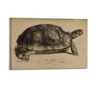 XKUGA Zoology Poster Vintage Turtle Illustration Poster Decorative Painting Canvas Wall Posters And Art Picture Print Modern Family Bedroom Decor Posters 20x30inch(50x75cm)