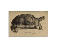 XKUGA Zoology Poster Vintage Turtle Illustration Poster Decorative Painting Canvas Wall Posters And Art Picture Print Modern Family Bedroom Decor Posters 12x18inch(30x45cm)