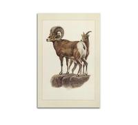 XKUGA Zoology Vintage Poster Bighorn Sheep Illustration Poster Decorative Painting Canvas Wall Posters And Art Picture Print Modern Family Bedroom Decor Posters 16x24inch(40x60cm)