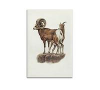 XKUGA Zoology Vintage Poster Bighorn Sheep Illustration Poster Decorative Painting Canvas Wall Posters And Art Picture Print Modern Family Bedroom Decor Posters 20x30inch(50x75cm)