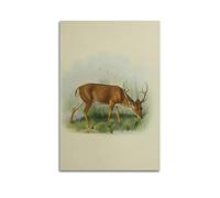 XKUGA Zoology Vintage Poster Cute Deer Illustration Poster Decorative Painting Canvas Wall Posters And Art Picture Print Modern Family Bedroom Decor Posters 24x36inch(60x90cm)