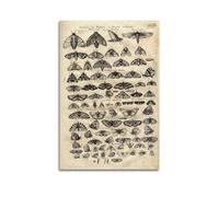 XKUGA Zoology Vintage Poster Moth Butterfly Poster Decorative Painting Canvas Wall Posters And Art Picture Print Modern Family Bedroom Decor Posters 12x18inch(30x45cm)