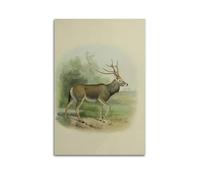 XKUGA Zoology Vintage Poster Pere David’s Deer Illustration Poster Decorative Painting Canvas Wall Posters And Art Picture Print Modern Family Bedroom Decor Posters 24x36inch(60x90cm)