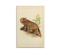 XKUGA Zoology Vintage Poster Red Fox Illustration Poster Decorative Painting Canvas Wall Posters And Art Picture Print Modern Family Bedroom Decor Posters 20x30inch(50x75cm)