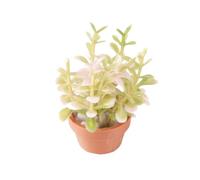 XLWLLNJ Decor Dollhouse Plant with Pot | Terracotta-Colored Flowerpot, Dollhouse Plants, Low-Maintenance, for Dollhouses, Crafters,