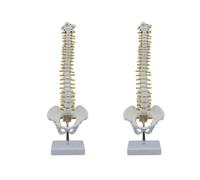 Xnuiasqe 2pcs 45CM Human Spine with Pelvic Model Human Anatomical Anatomy Spine Model Spinal Column Model+Stand Fexible