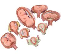 XNZJHPP Fetal Development Model with Removable Parts for Educational Use - Human Embryo & Fetus Simulation Tool for Anatomy Learning and Medical Training