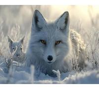Xpdnmilq 5D Diamond Painting Kit DIY Children Adult Creative Leisure Painting Crafts Kit Home Wall Decoration - White Fox in The Snow - 40x50cm