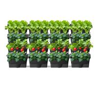 XQZMD Self Watering Wall Planting Pot, Outdoor Hanging Planter Bags with 16 Pots, Vertical Living Green Wall, Pocket Planter Hanging Wall-mounted Holder for Indoor Outdoor (16Pcs-Black A)