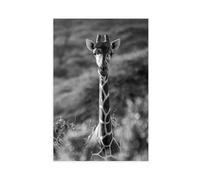 XSFDHAGT Giraffe Black And White Kenya Safari Wildlife Canvas Poster Bedroom Decor Landscape Office Room Decor Gift 24" L X 36" W