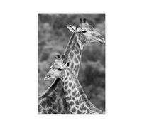XSFDHAGT Giraffe Black And White Mother With Baby Canvas Poster Bedroom Decor Landscape Office Room Decor Gift 8" L X 12" W
