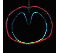 XTC : Apple Venus: Wasp Star - Volume 2 VINYL 12" Album (2018) NEW