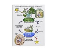 XTVVTODJXT Photosynthesis and Cellular Respiration Science Diagram Poster Canvas Print for Study Bedroom Decor(Unframed,08x12inch(20x30cm))