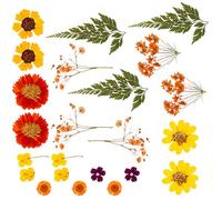 XuQiZZpp Natural Dry Flower Leaves Set for Art Craft Scrapbooking Candle Jewelry Making Pressed Dried Flower For Epoxy Resin