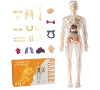 Xweptuy Human Body Model for Kids 11" Removable 3D Human Body Model Transparent Educational Toys Back to School for Boys & Girls