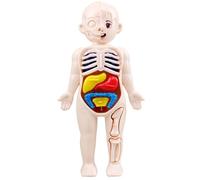 Xweptuy Human Body Model for Kids 7x4 Anatomy Model Organs Detachable Human Body ABS No Burrs Science Toys Educational Anatomy for Kids Over 3 Years Old